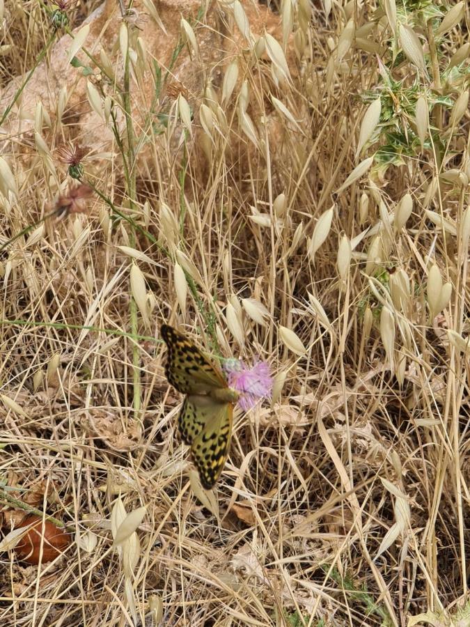 La Pommeraie D'Ifrane Ifrane  Dış mekan fotoğraf