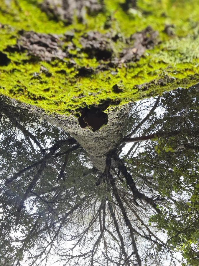 La Pommeraie D'Ifrane Ifrane  Dış mekan fotoğraf